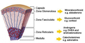 adrenal cortex secretes