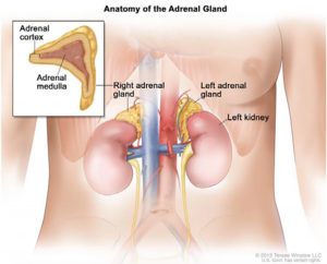 adrenal gland CAH 